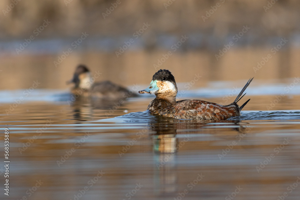 Ruddy Duck Ruddy Duck