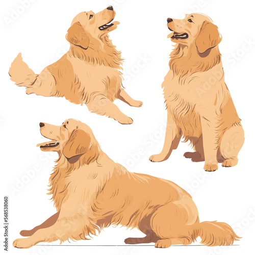 vector golden retriever dog illustration set on white background