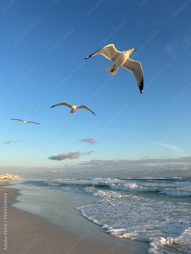 Fototapeta premium seagulls in flight over the Gulf of Mexico Florida 