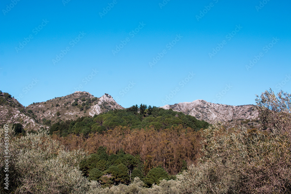 Postales de un gran bosque frondoso