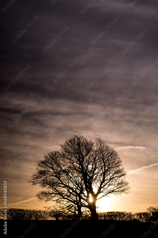 Panorama of morning , evening sky with beautiful trees