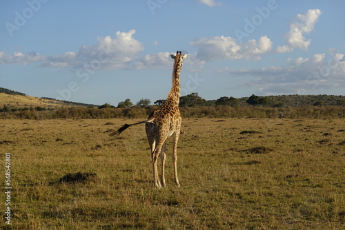 Fototapeta Naklejka Na Ścianę i Meble -  Kenya - Masai Mara - Giraffe