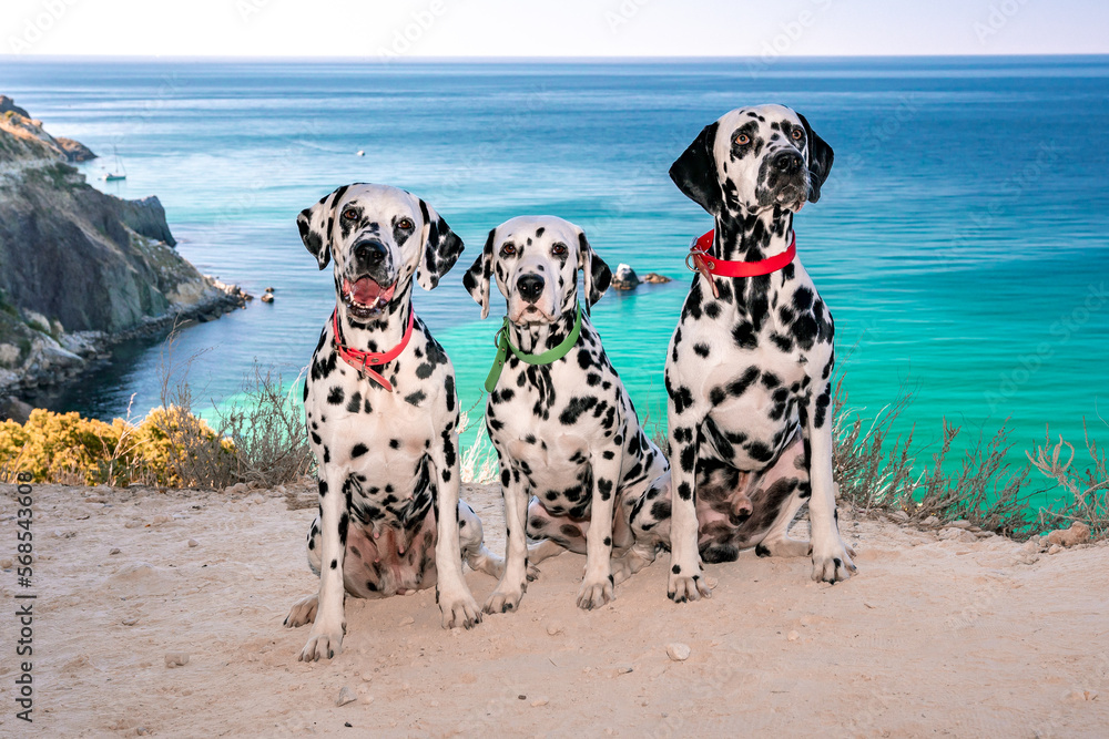 Three obedient Dalmatian dogs sit on the background of the azure sea and look at their owner. Two dogs in red collars, one in green. Concept of holidays and trips to the sea with Pets Three obedient Dalmatian dogs sit on the background of the azure sea and look at their owner. Two dogs in red collars, one in green. Concept of holidays and trips to the sea with Pets