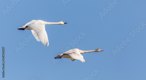 Tundra Swans photo