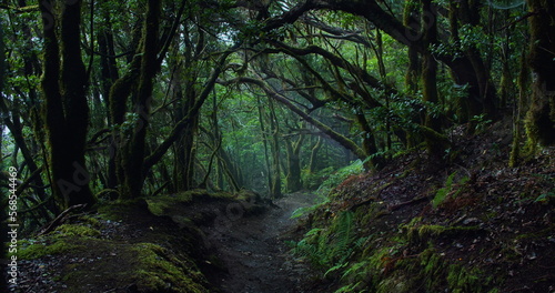 Mystic laurel forest with hiking trail in cloudy mist weather and sun rays illuminate walkway in Anaga mountains of island Tenerife.