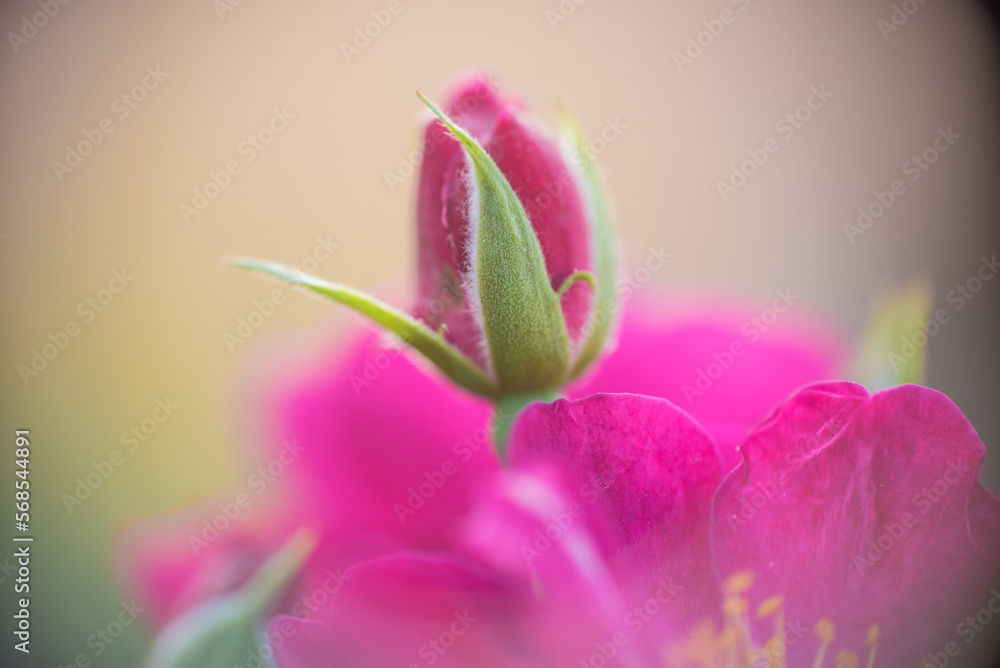 Blur Effect of Pink Roses with Bud
