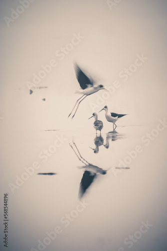 Blurred reflection of flying bird from water