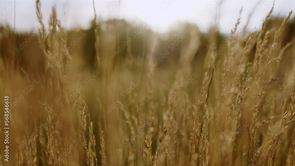 yellow grass in the wind in the field in autumn yellow grass in the wind in the field in autumn