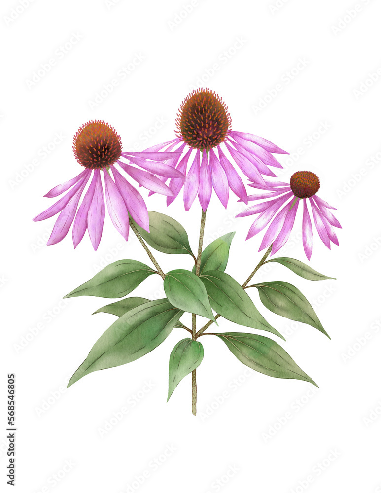 Echinacea flower digital watercolor. Medicinal plant. For immunity. - obrazy, fototapety, plakaty 