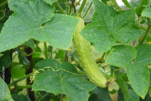 Growing organic baby cucumbers on a field, fresh vegetable background, close up