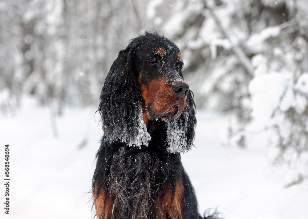 Portrait of a purebred Scottish Gordon Setter with snow-covered ears in a winter forest Portrait of a purebred Scottish Gordon Setter with snow-covered ears in a winter forest