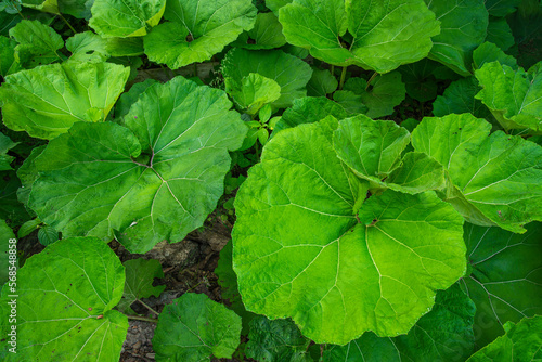 A cluster of butterbur plants with heart-shaped or kidney-shaped leaves. Riverside plant. Pro-health plant