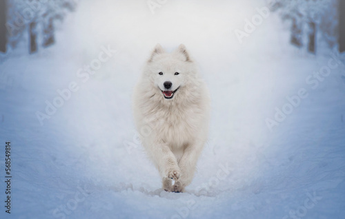 Female Samoyed running through a snowy forest. Samoyed polar dog breed.