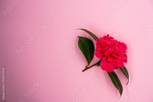 Pink Camillia flower with leaves isolated on a pink background with copy space photo