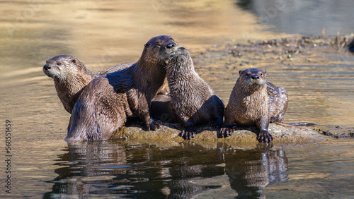 American River Otters