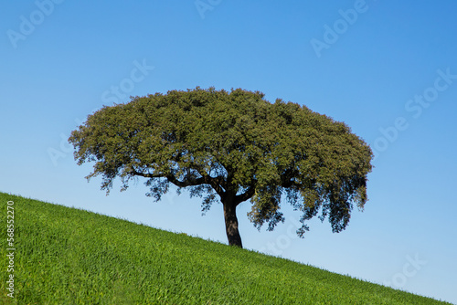 Landscape of a tree on a hill slope and blue sky