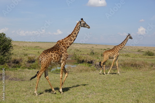 Kenya - Masai Mara - Giraffe