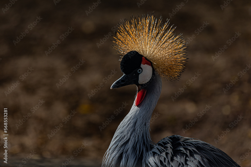 Fototapeta premium crowned crane balearica regulorum