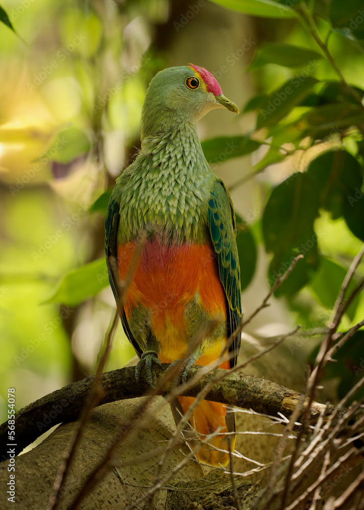 Rose-crowned Fruit Dove - Ptilinopus regina also pink-capped or Swainson's fruit dove, green fruit dove with a grey head and breast, in lowland rainforests of northern Australia and Indonesia