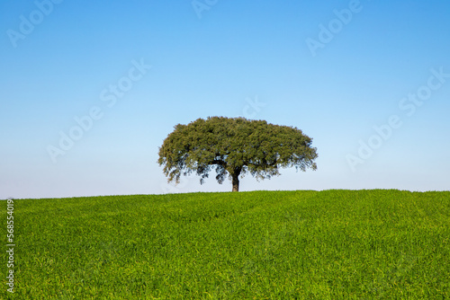 A beautiful wallpaper landscape of an isolated tree on a field with green grass and blue sky