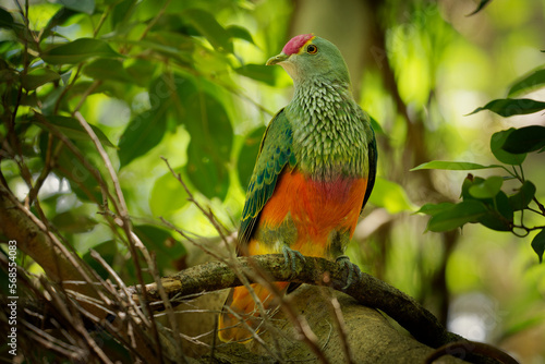 Rose-crowned Fruit Dove - Ptilinopus regina also pink-capped or Swainson's fruit dove, green fruit dove with a grey head and breast, in lowland rainforests of northern Australia and Indonesia