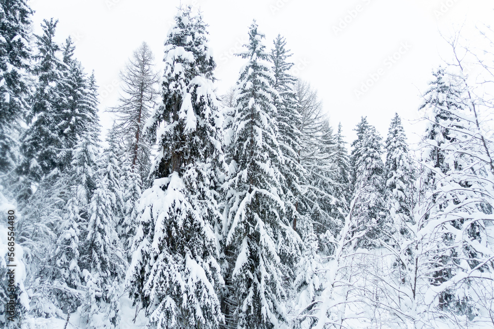 Beautiful snow covered Pine, fir trees forming a beautiful Christmas card type view. Beautiful snow covered Pine, fir trees forming a beautiful Christmas card type view.