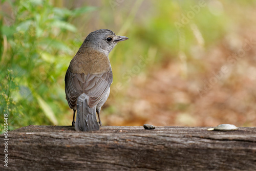 Gray Grey Shrikethrush - Colluricincla harmonica also grey thrush, songbird of Australasia, bird found in Australia and New Guinea, subspecies brunnea, superciliosa and strigata photo