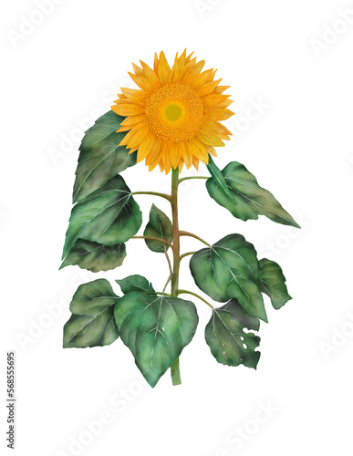 Sunflower flower digital watercolor. Oil culture. Agricultural plant