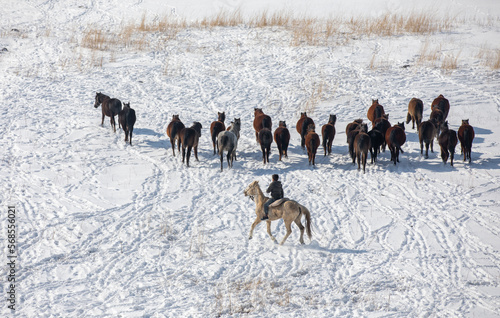 Fototapeta Naklejka Na Ścianę i Meble -  Wild horses are running and on the snow. Yilki horses are wild horses that are not owned in Kayseri, Turkey
