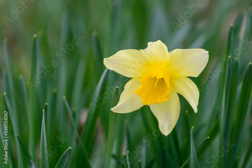 Yellow daffodil over green leaves