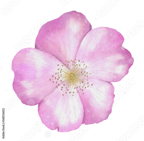 Rosehip flower, digital watercolor.