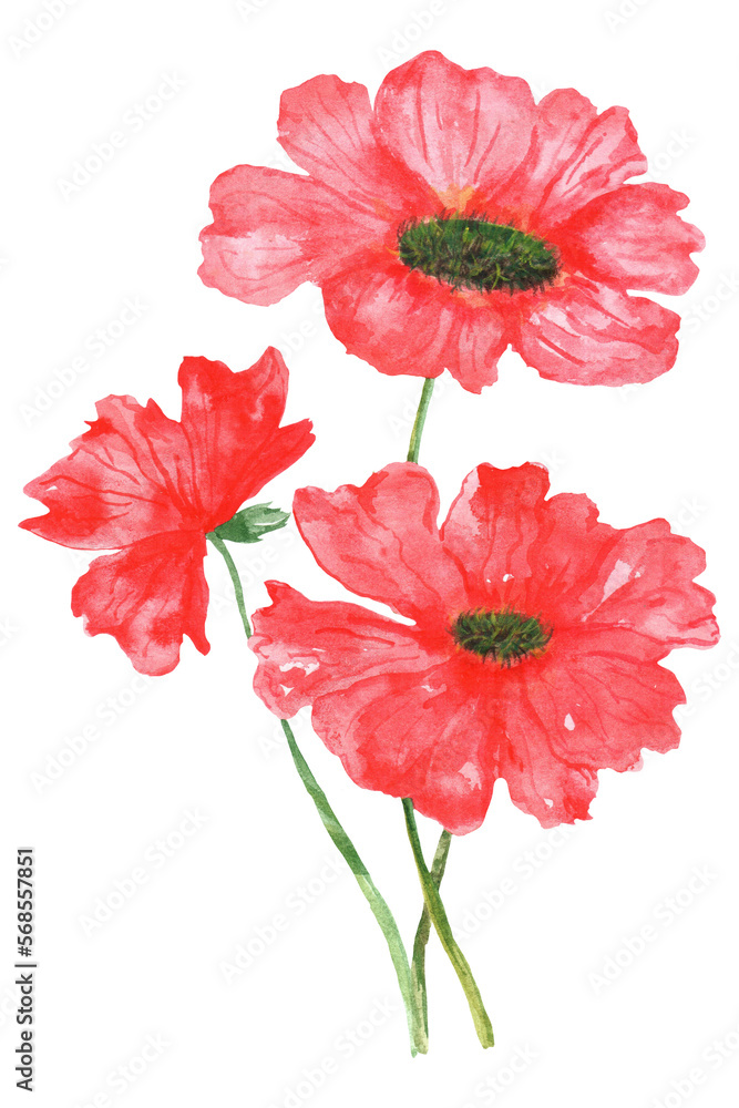 Watercolor red poppy field flowers. A bouquet of poppies. Beautiful flowers for cards. Memorial Day. The poppy is a symbol of memory of war victims Watercolor red poppy field flowers. A bouquet of poppies. Beautiful flowers for cards. Memorial Day. The poppy is a symbol of memory of war victims
