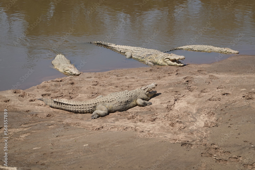 Kenya - Masai Mara - Crocodile Kenya - Masai Mara - Crocodile
