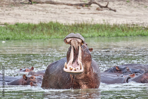 Yawning hippo in Selous Park