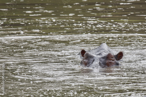Hippo submerged under the water in Selous Park