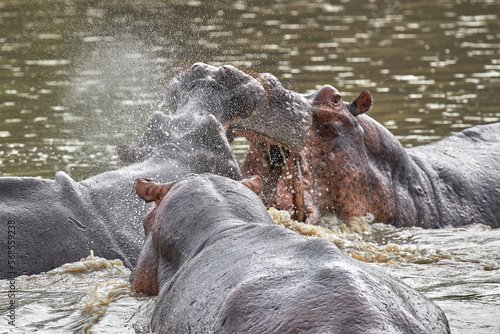 Hippopotamus displaying aggressive territorial behavior in Selous Park