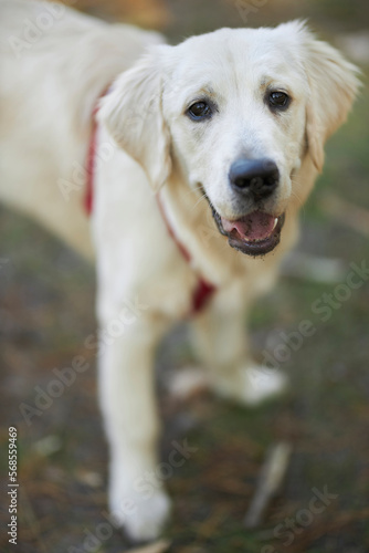 Light golden retriever puppy lies on the ground in the park, blurred background. A puppy of a golden retriever lies on a lawn in a park in summer. a white golden retriever in the park