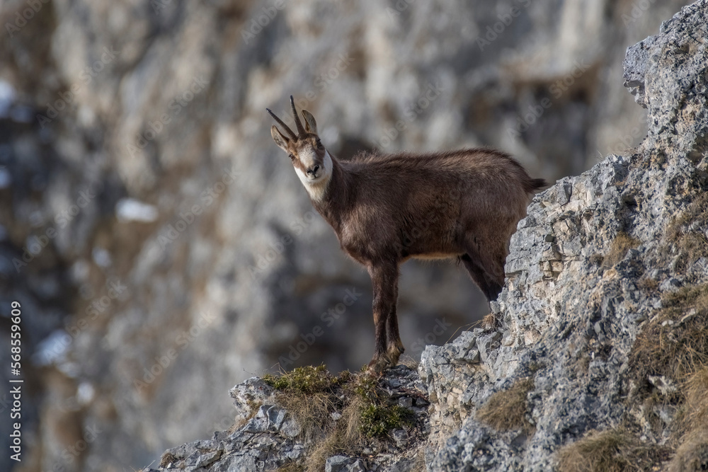 Alpine chamois (Rupicapra rupicapra) standing on the edge of a cliff, Italian Alps.