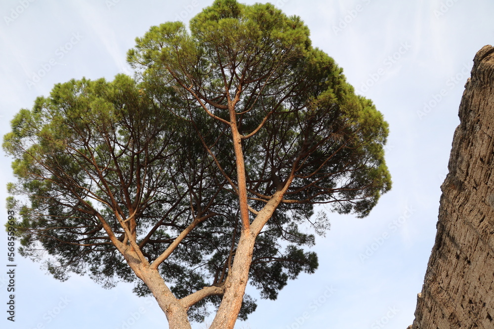 Large old Pinus pinea in Tivoli, Lazio Italy
