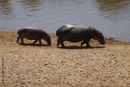 Kenya - Masai Mara - Hippo