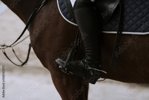 Dressage horse in close-up in a dressage competition in a square.
