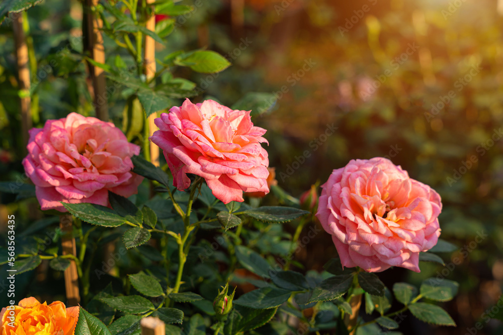 Obraz premium pink rose flower blooming in rose's garden on green nature background pink roses flowers Valentine's Day concept