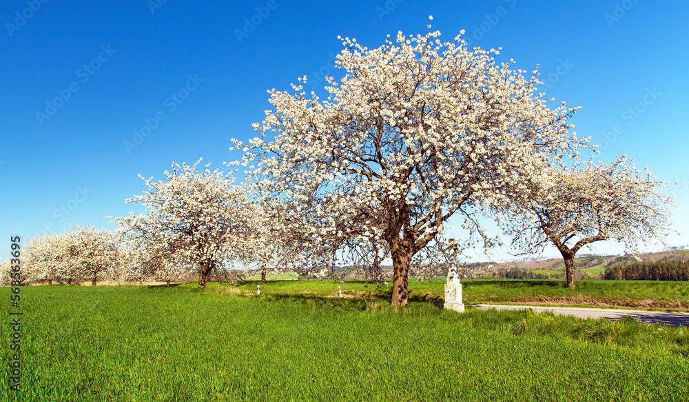 alley of flowering cherry trees, white crucifix, road