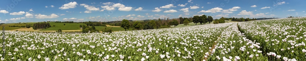 flowering opium poppy field in Latin papaver somniferum flowering opium poppy field in Latin papaver somniferum