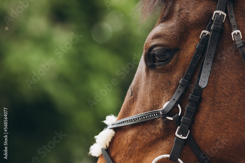 Horse on nature. Portrait of a horse, brown horse. © JJ Studio