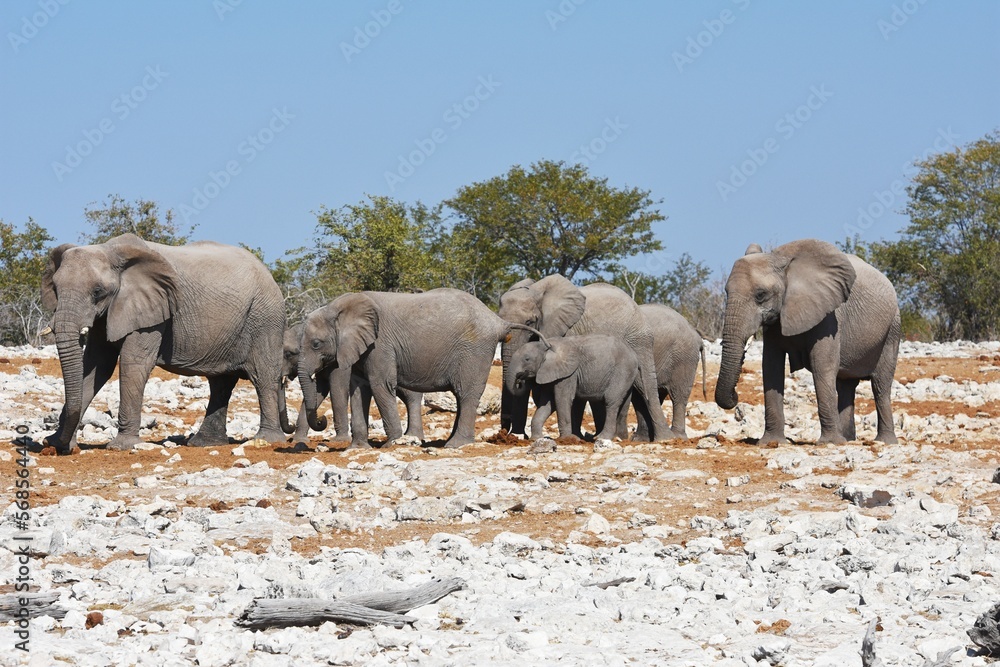Fototapeta premium Elefantenherde am Wasserloch Kalkheuwel im Etoscha Nationalpark in Namibia.