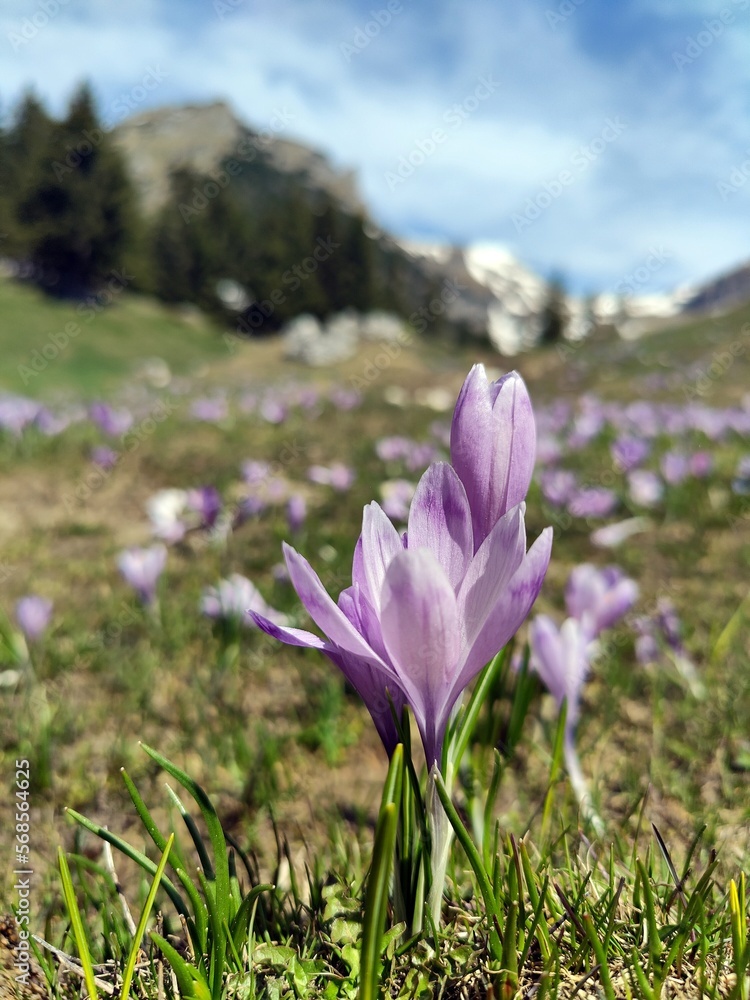Violet crocus flowers with mountains covered with snow in the background. Violet crocus flowers with mountains covered with snow in the background.