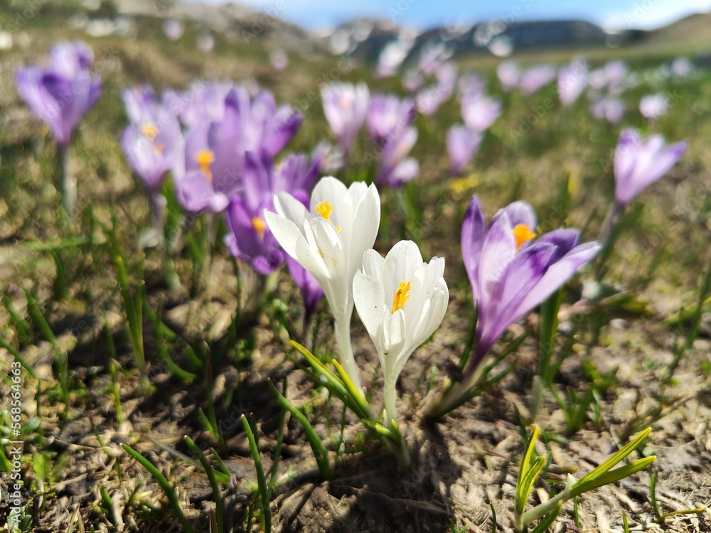 Violet crocus flowers with mountains covered with snow in the background. Violet crocus flowers with mountains covered with snow in the background.