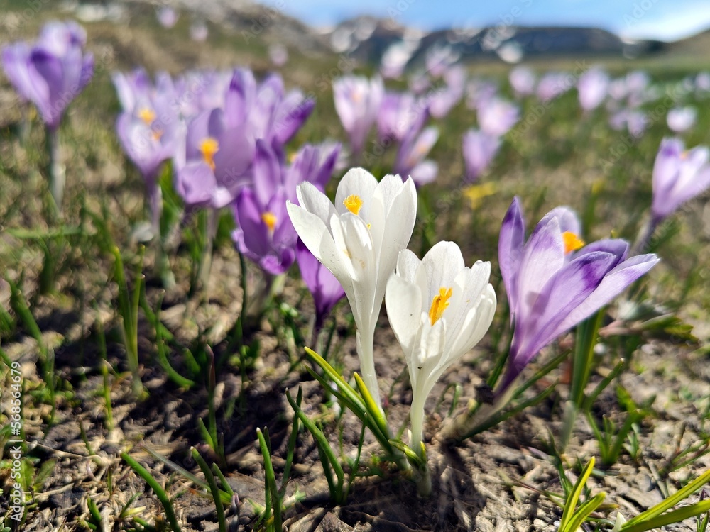 Violet crocus flowers with mountains covered with snow in the background. Violet crocus flowers with mountains covered with snow in the background.