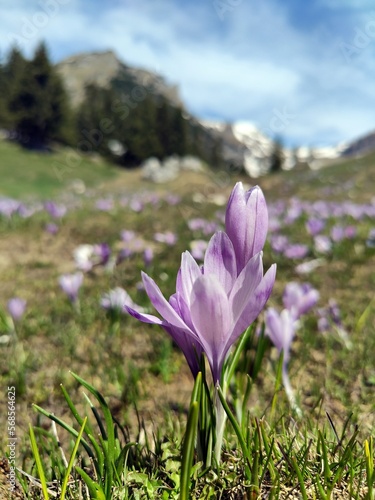 Violet crocus flowers with mountains covered with snow in the background.